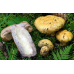 Мицелий Груздя синеющего / Груздь собачий (Lactarius repraesentaneus)